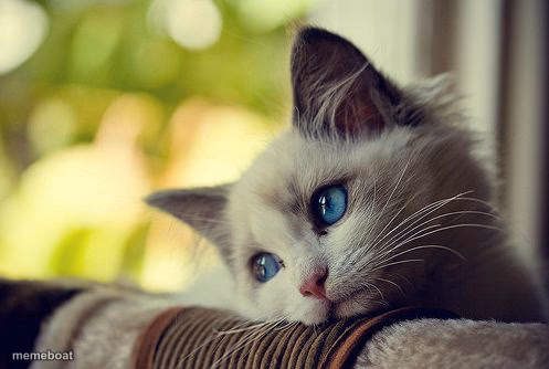 First World Problems Cat - meme generator image preview