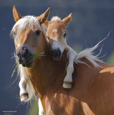 Foal Of Mine - meme generator image preview
