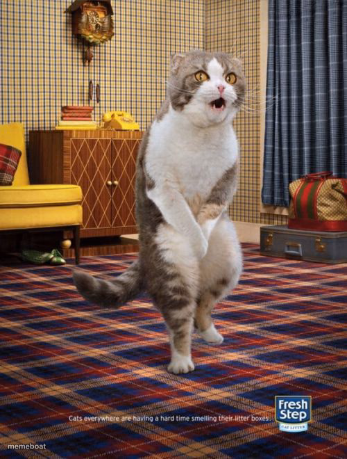 Gotta Go Cat - meme generator image preview