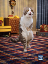 Gotta Go Cat