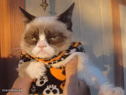 Grumpy Cat Halloween - meme generator image preview