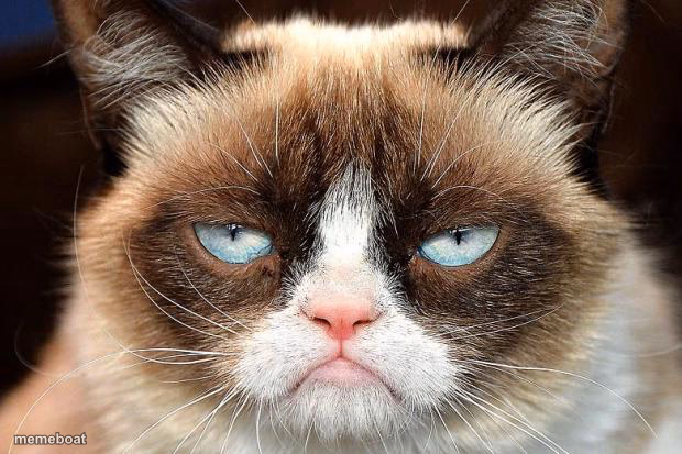 Grumpy Cat Not Amused - meme generator image preview