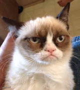 Grumpy Cat Reverse