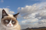 Grumpy Cat Sky