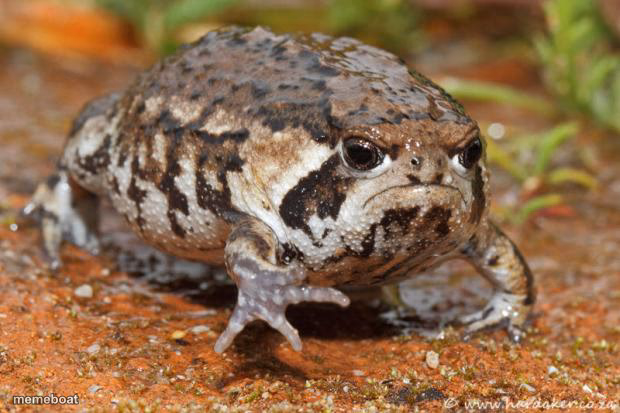Grumpy Toad - meme generator image preview