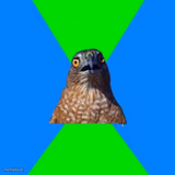 Hawkward