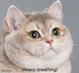 Heavy Breathing Cat