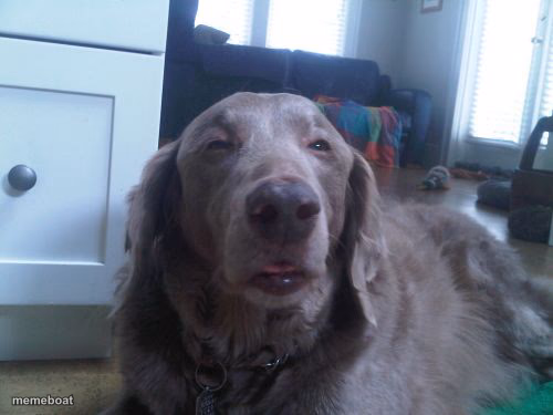 High Dog - meme generator image preview