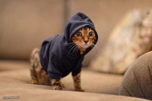 Hoody Cat - meme generator image preview