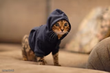 Hoody Cat