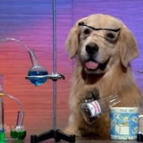 I Have No Idea What I Am Doing Dog