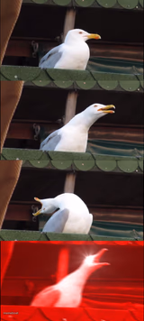Inhaling Seagull