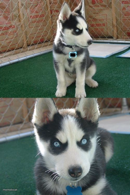 Insanity Puppy - meme generator image preview