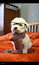 Intelligent Dog