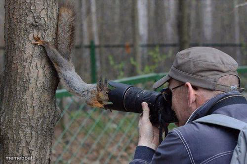 Jehovas Witness Squirrel - meme generator image preview