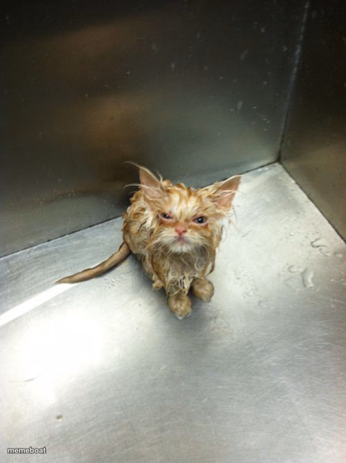 Kill You Cat - meme generator image preview