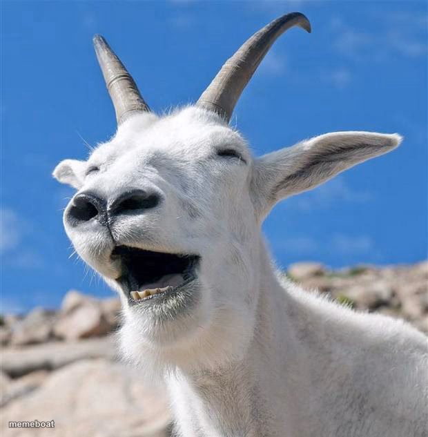 Laughing Goat - meme generator image preview