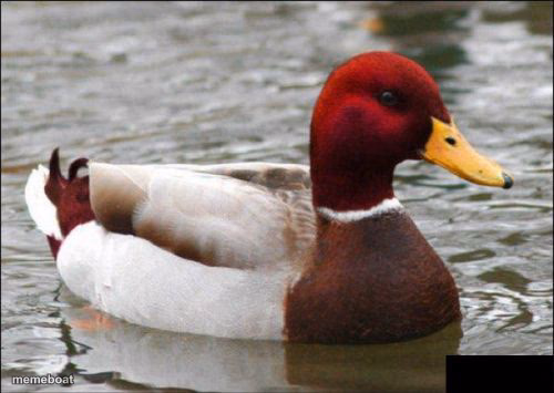 Malicious Advice Mallard - meme generator image preview