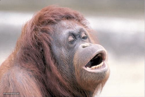 Monkey OOH - meme generator image preview