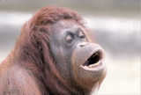 Monkey OOH