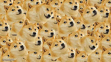 Multi Doge
