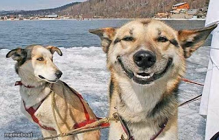 Original Stoner Dog - meme generator image preview