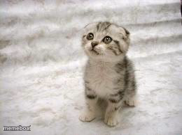 Sad Kitten Standing - meme generator image preview
