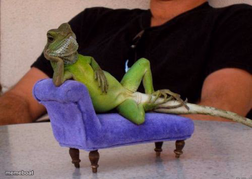 Sassy Iguana - meme generator image preview