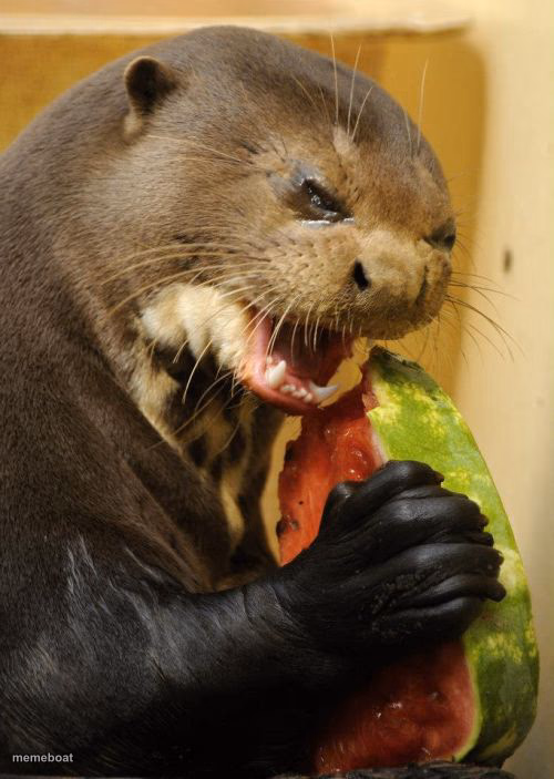 Self Loathing Otter - meme generator image preview