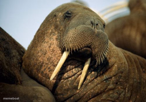 Sexual Deviant Walrus - meme generator image preview