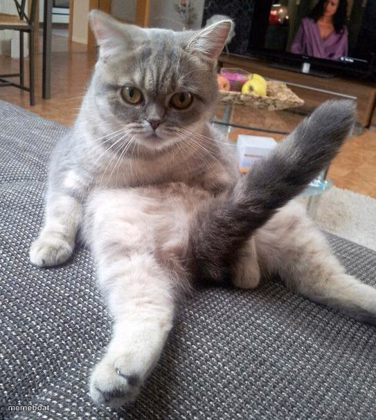 Sexy Cat - meme generator image preview