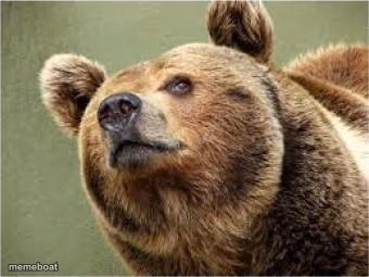 Smug Bear - meme generator image preview