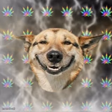 Stoner Dog