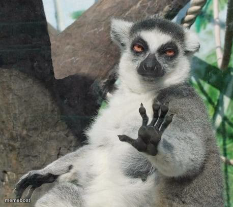 Stoner Lemur - meme generator image preview