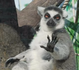 Stoner Lemur