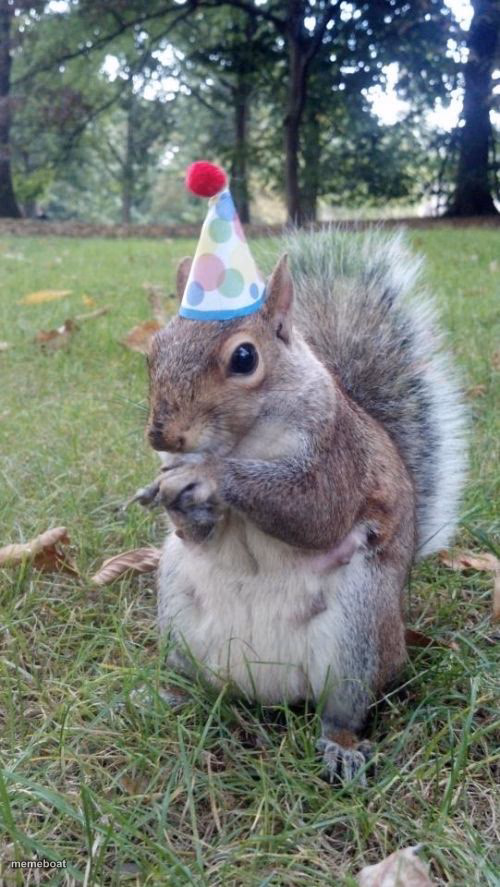 Super Birthday Squirrel - meme generator image preview