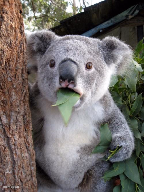 Surprised Koala - meme generator image preview