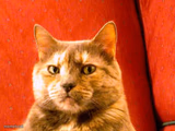 Suspicious Cat