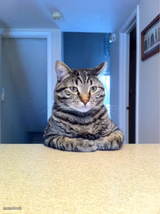 Take A Seat Cat
