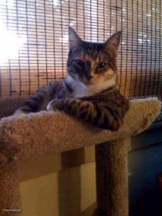 The Most Interesting Cat In The World - meme generator image preview