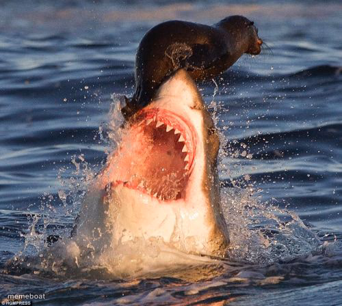 Travelonshark - meme generator image preview