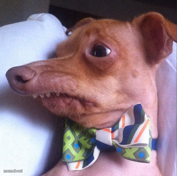 Tuna the dog (Phteven) - meme generator image preview