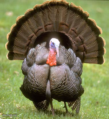 Turkey - meme generator image preview