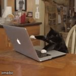 Typing kitty - meme generator image preview