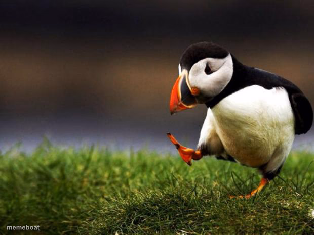 Unpopular Opinion Puffin - meme generator image preview