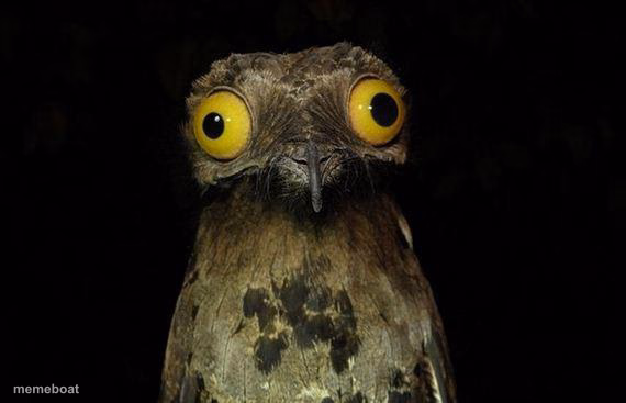Weird Stuff I Do Potoo - meme generator image preview