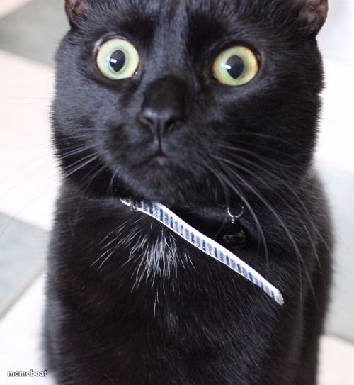 Woah Kitty - meme generator image preview