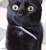 Woah Kitty