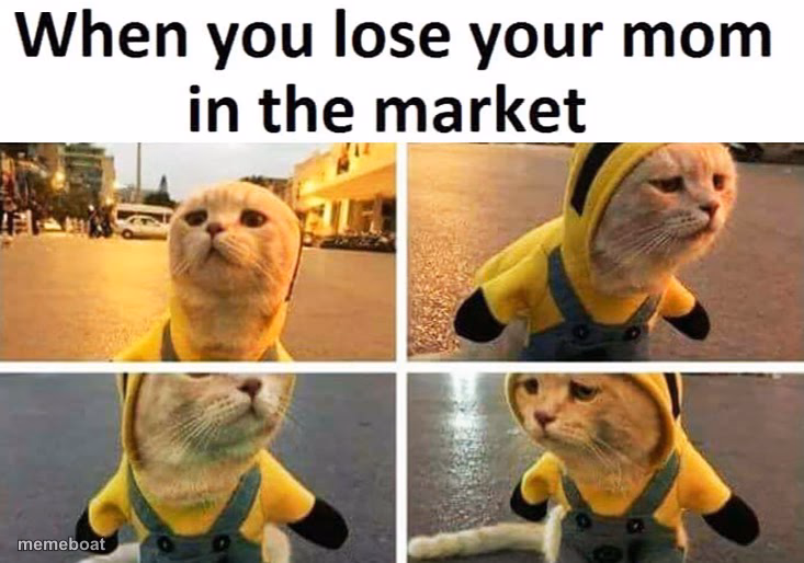 Cat - meme generator image preview