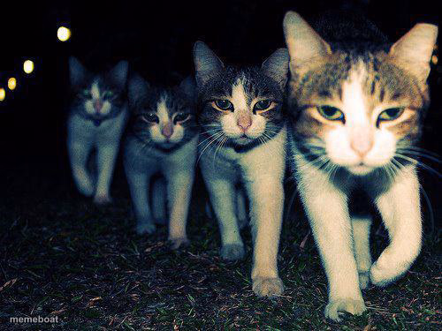 Wrong Neighboorhood Cats - meme generator image preview